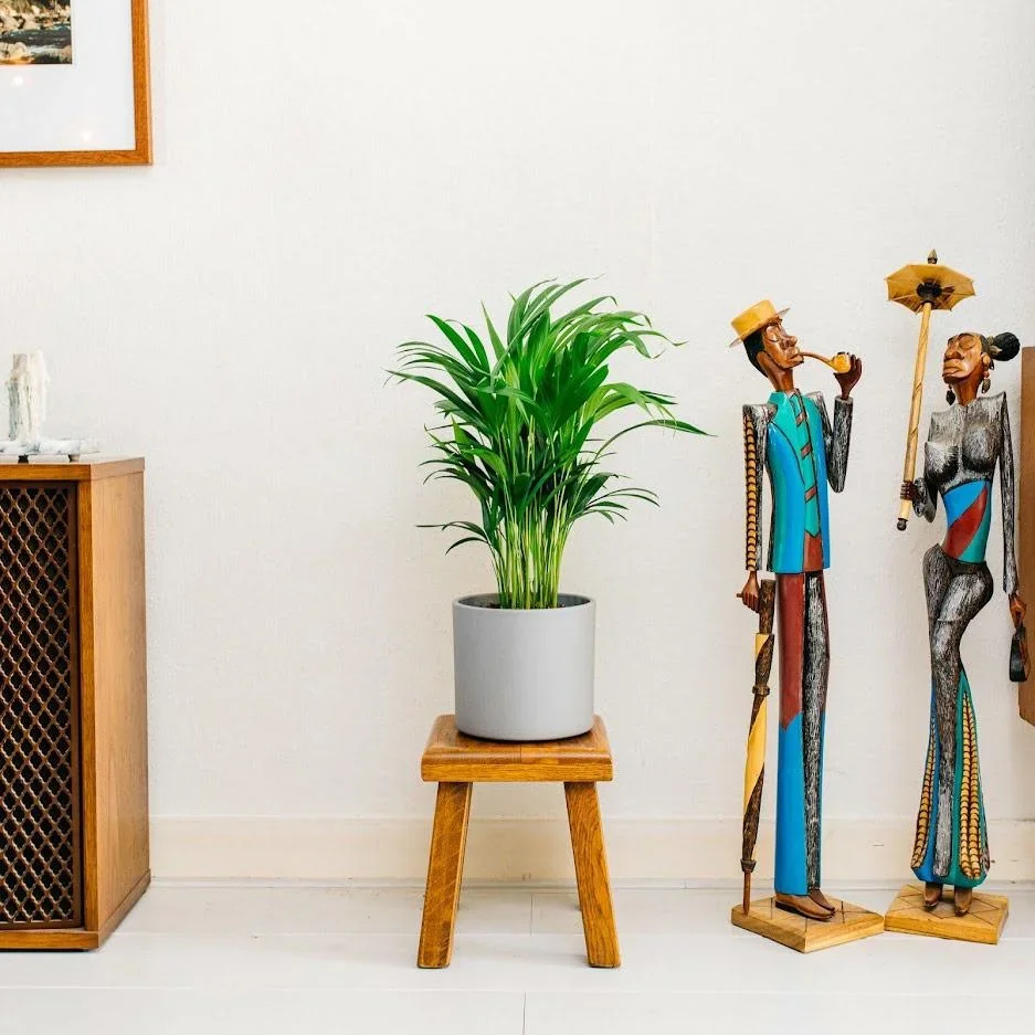 Aufblühende Arecapalme - Goldpalme - Dypsis Lutescens Areca - Groß - 65-70 cm - 1 Stück - 4