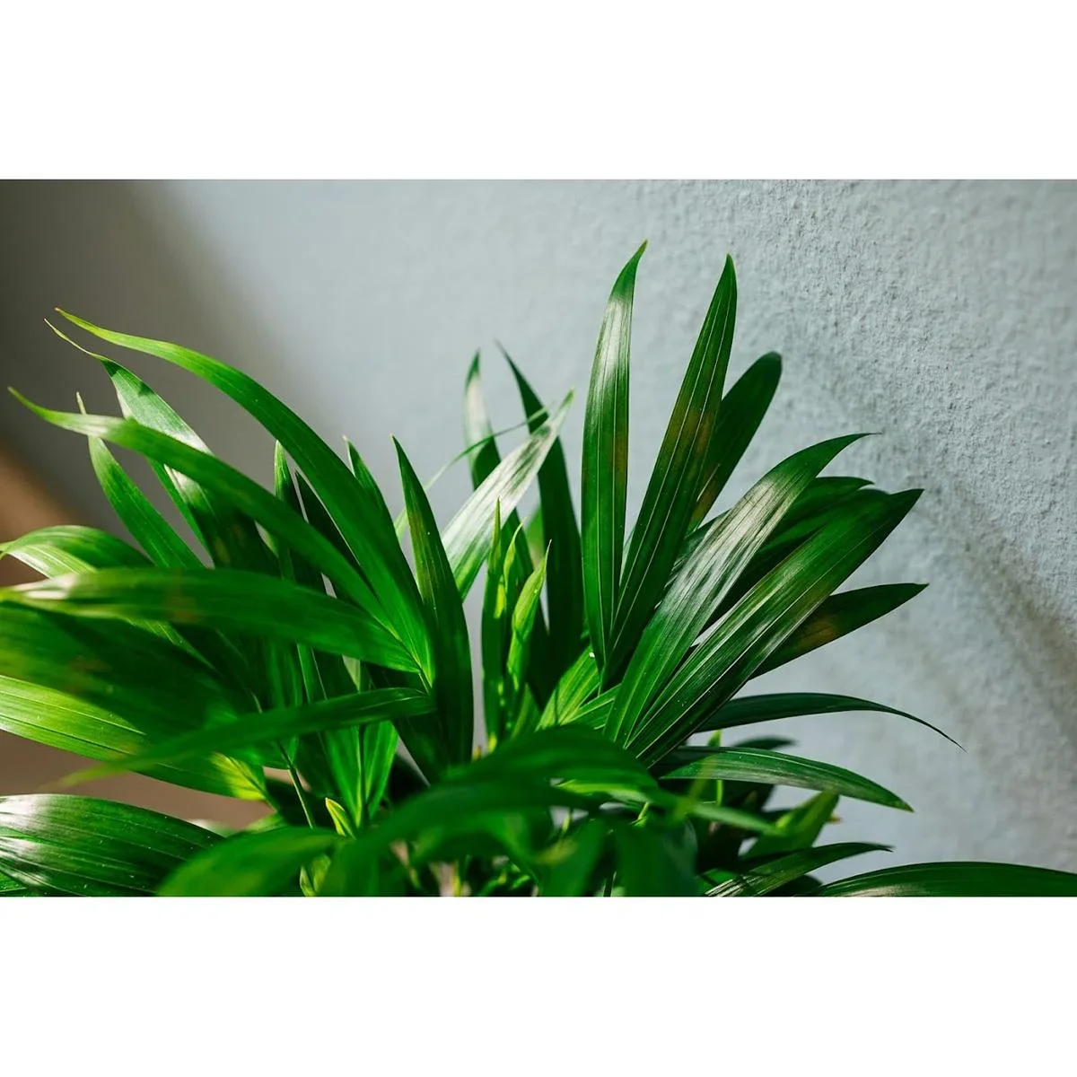 Aufblühende Arecapalme - Goldpalme - Dypsis Lutescens Areca - Groß - 65-70 cm - 1 Stück - 5