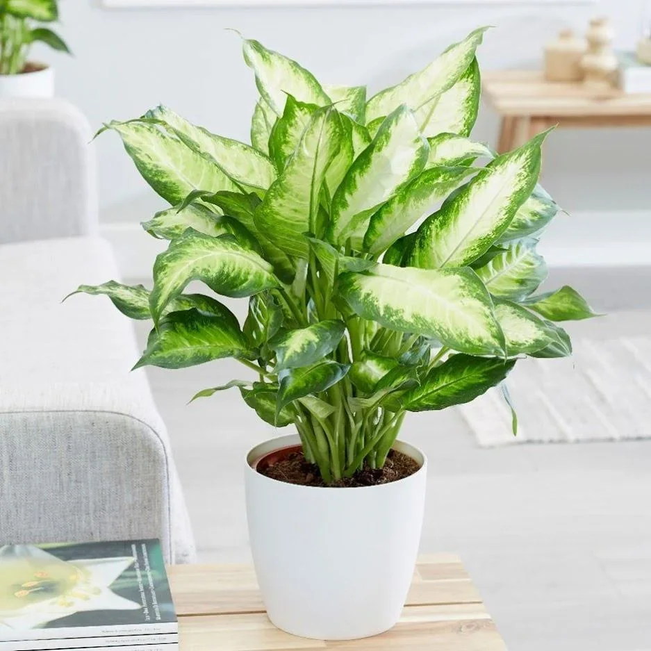 Blühendes Dieffenbachia-Set Mix - 4 Stück - 25 -40Cm (2x Dieffenbachia Camilla, 2x Dieffenbachia Compacta) - 0
