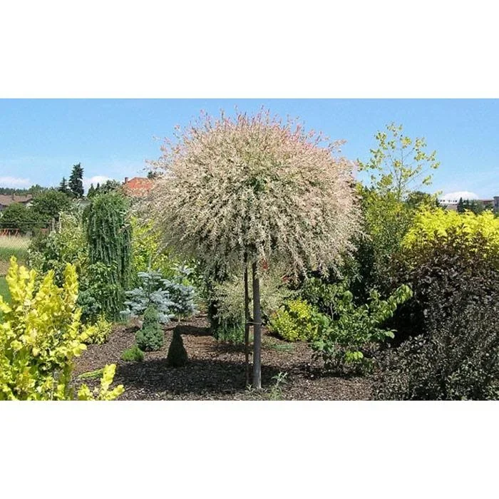 Aufblühende Weide - Salix integra 'Hakuro Nishiki' XXL - 120-140Cm - 4 Stück - 0