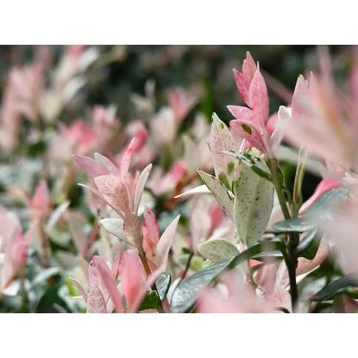 Aufblühende Weide - Salix integra 'Hakuro Nishiki' XXL - 120-140Cm - 4 Stück - 1