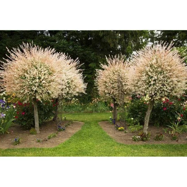 Aufblühende Weide - Salix integra 'Hakuro Nishiki' XXL - 120-140Cm - 4 Stück - 2