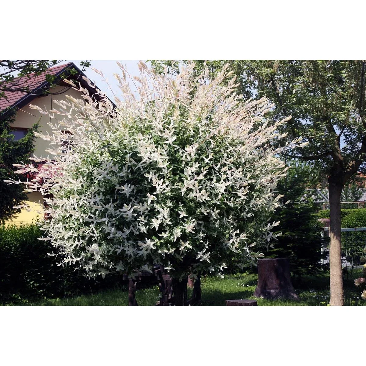 Aufblühende Weide - Salix integra 'Hakuro Nishiki' XXL - 120-140Cm - 4 Stück - 4