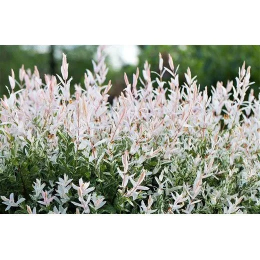 Aufblühende Weide - Salix integra 'Hakuro Nishiki' XXL - 120-140Cm - 4 Stück - 5