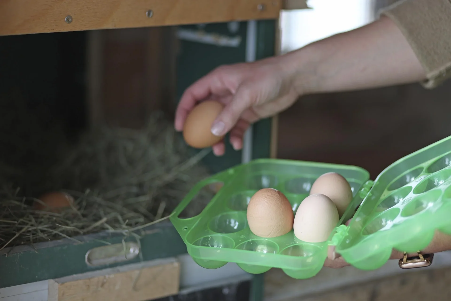 Eier-Transportbox - 1