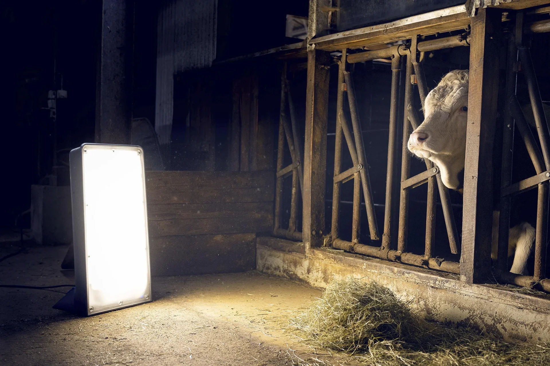 LED Arbeitsstrahler Giant 225W, IP54 - 5