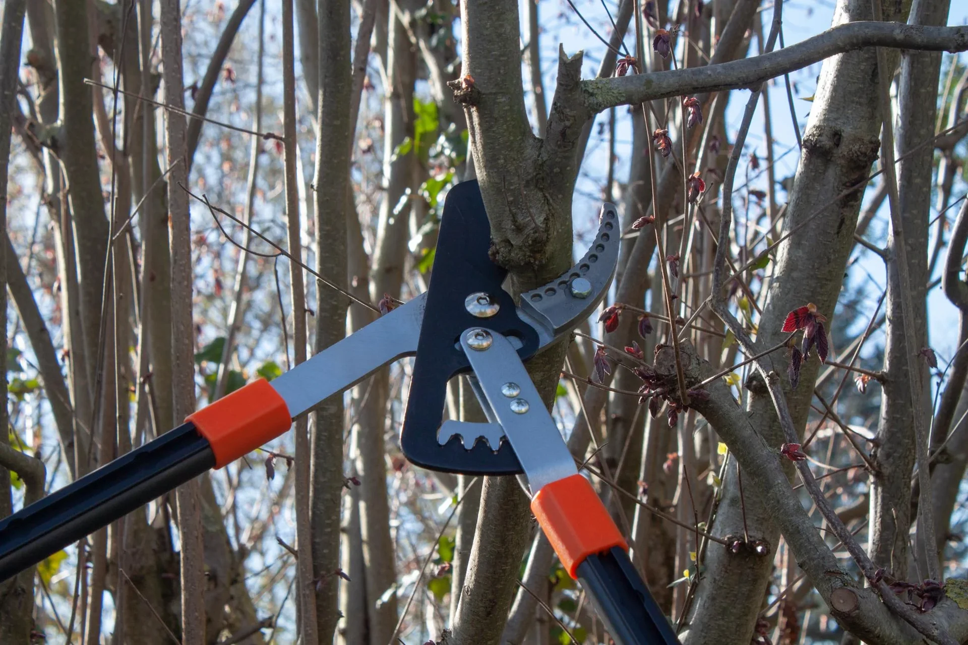 Power Getriebe-Astschere - 2