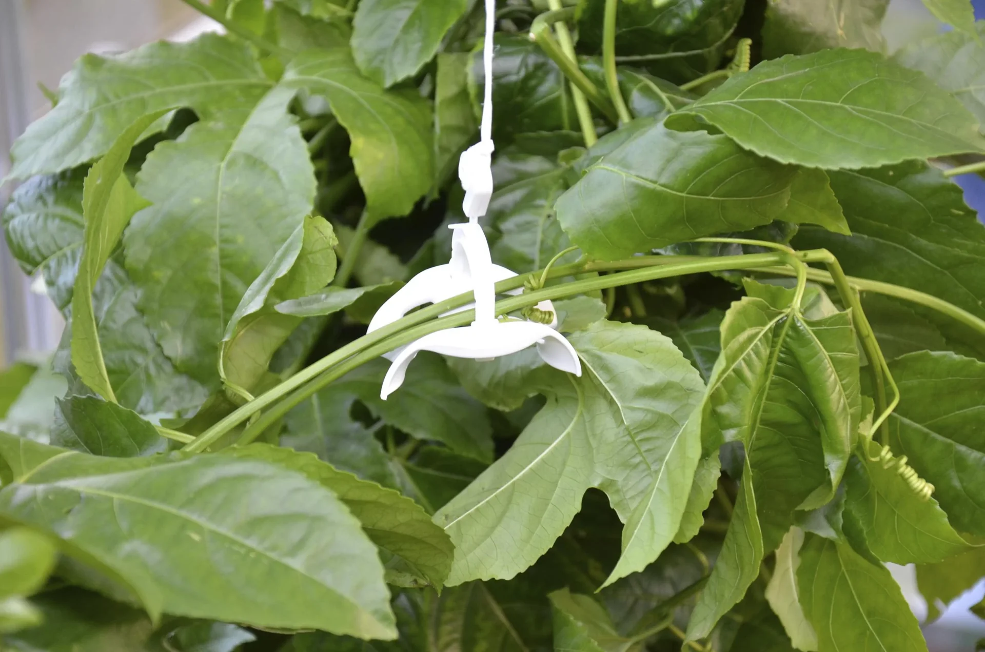 Tomatenrank-Kit für Kunststoff Gewächshäuser - 1