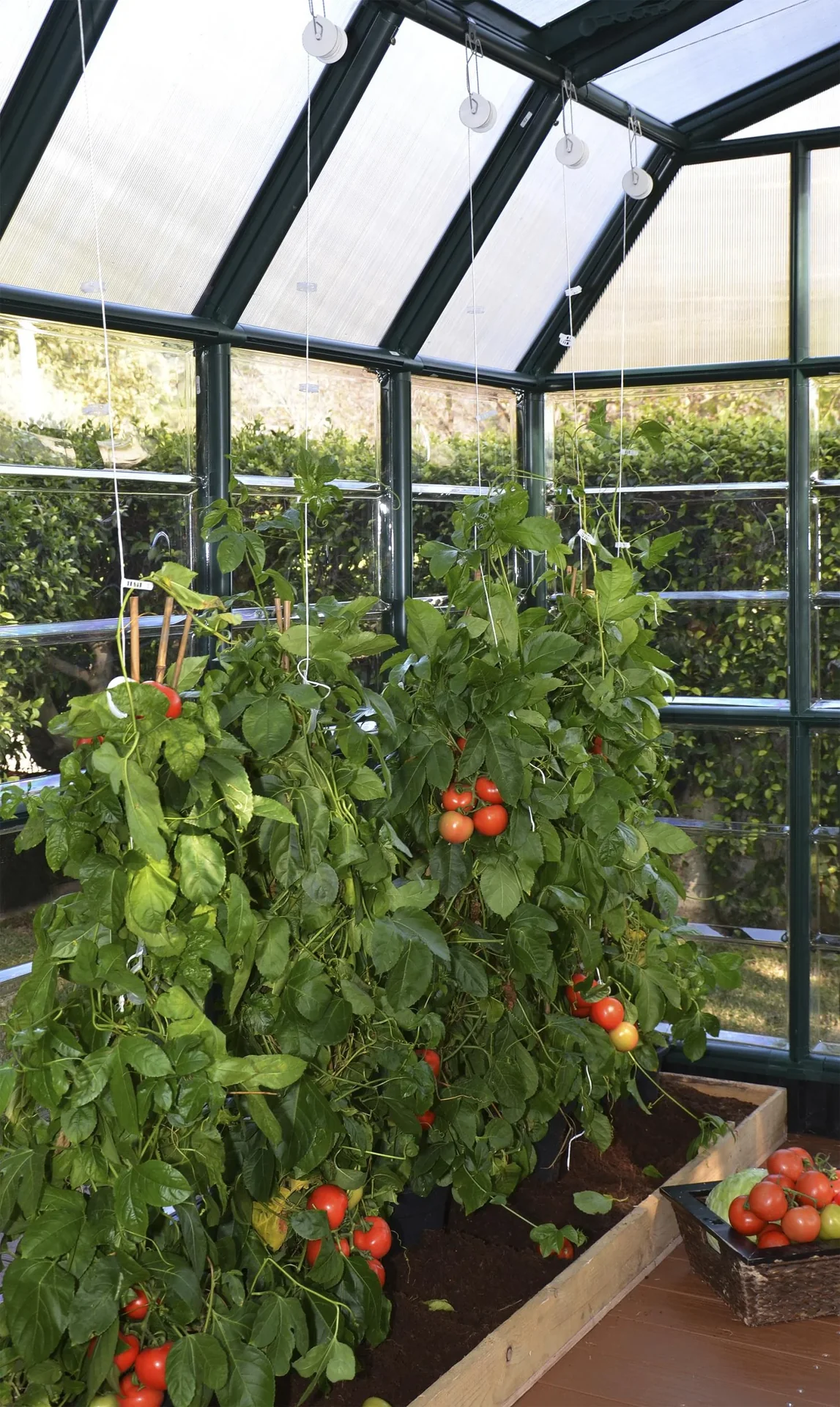 Tomatenrank-Kit für Kunststoff Gewächshäuser - 4