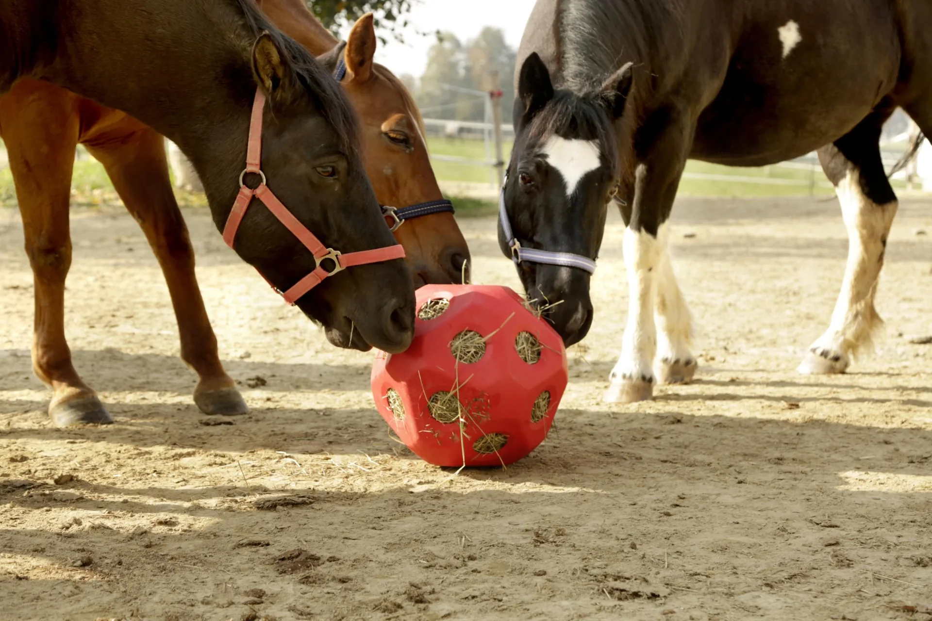 Futterspielball HeuBoy, rot - 2