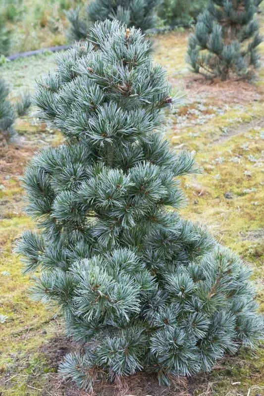 Blaue Mädchenkiefer Negishi - Pinus parviflora - 7.5 L Topf 40-50 cm - 0