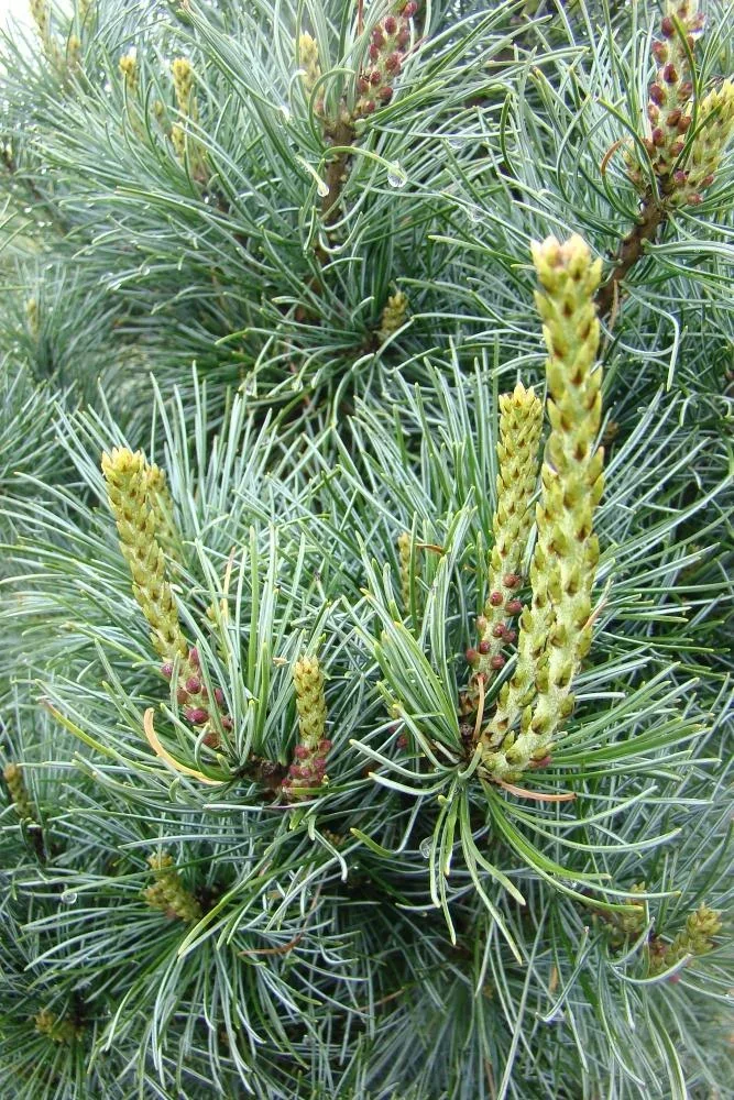 Blaue Mädchenkiefer Negishi - Pinus parviflora - 7.5 L Topf 40-50 cm - 1