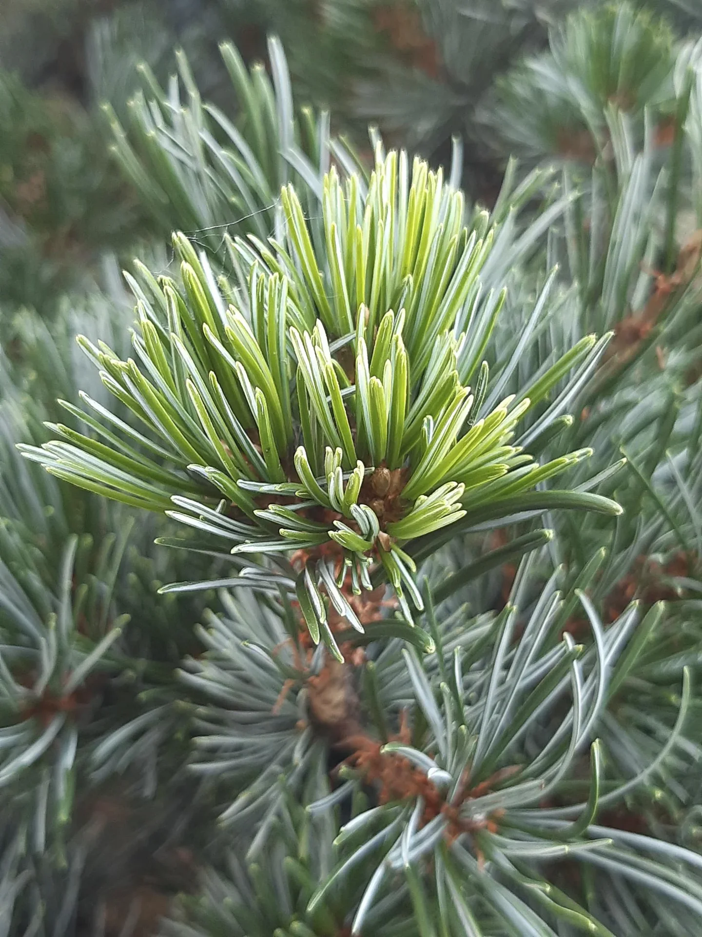 Blaue Mädchenkiefer Negishi - Pinus parviflora - 7.5 L Topf 40-50 cm - 2