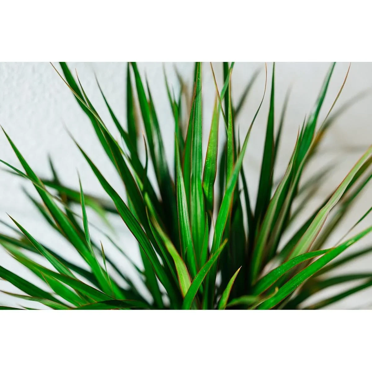 Blühender Drachenbaum - Dracaena Marginata - Groß - 75-80Cm - 2 Stück - 1