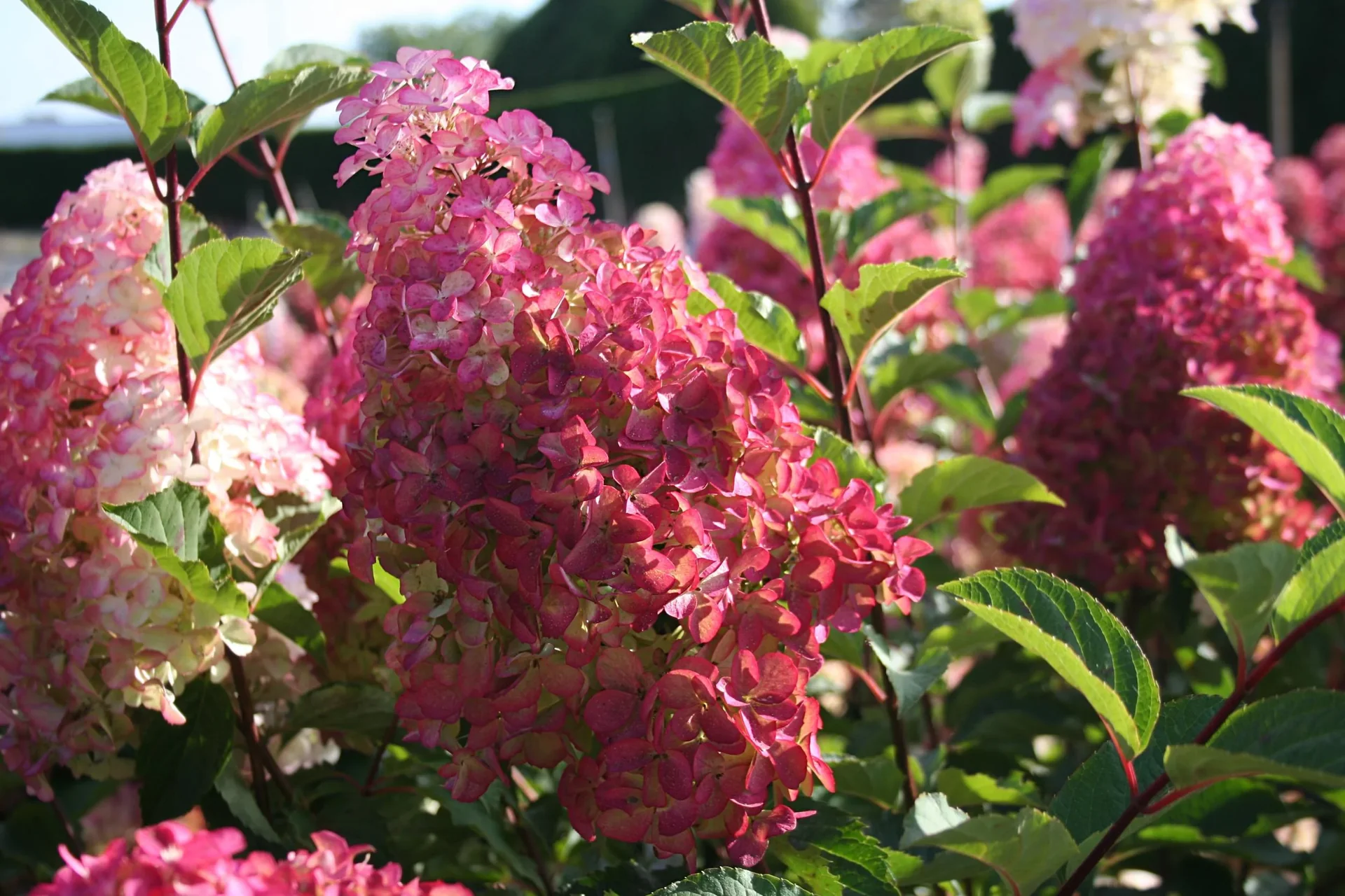 Rispenhortensie Fraise Melba - Hydrangea paniculata - 12 L Topf 60-80 cm - 1
