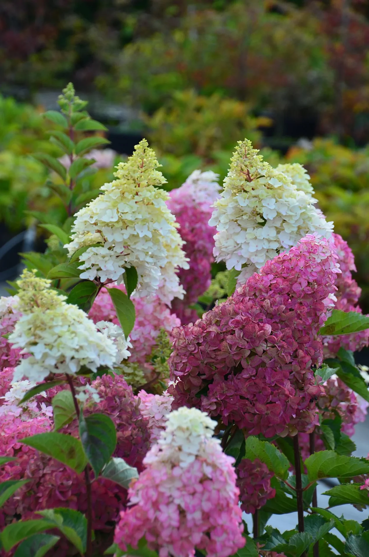 Rispenhortensie Fraise Melba - Hydrangea paniculata - 12 L Topf 60-80 cm - 2