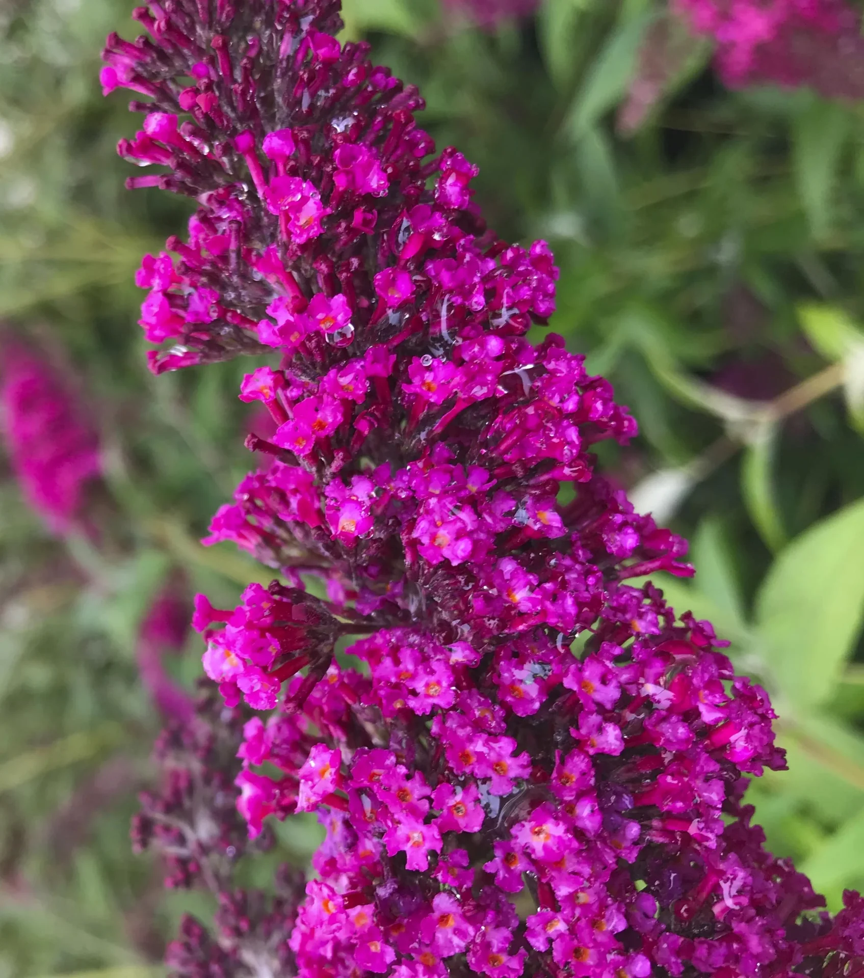 Zwerg-Sommerflieder Buzz Wine (burgunderrot) - Buddleja davidii - 7 L Topf - 0