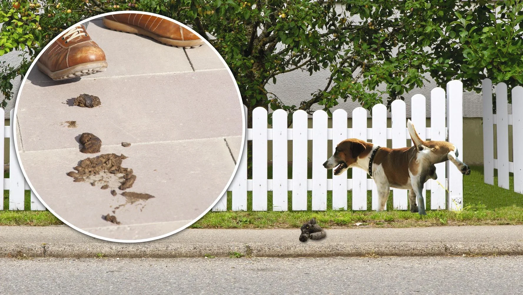 Solar Hunde- und Katzenabwehr - 1