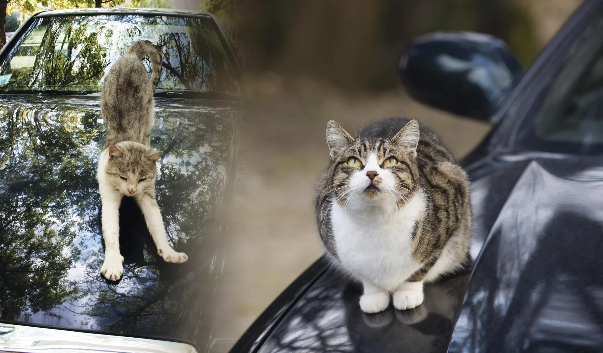 Solar Hunde- und Katzenabwehr - 3