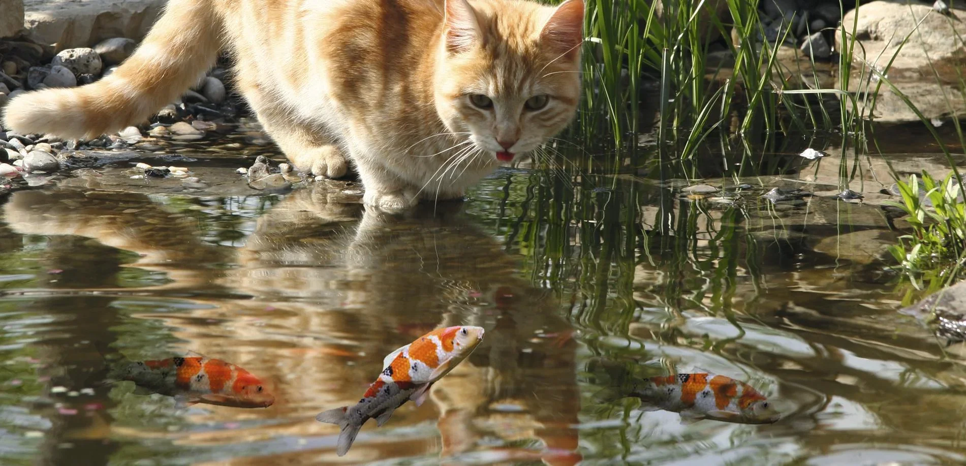 Solar Hunde- und Katzenabwehr - 4