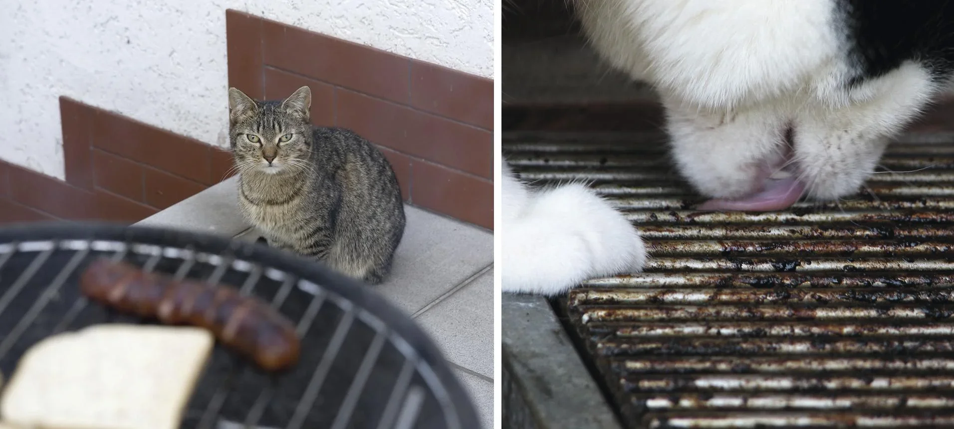 Solar Hunde- und Katzenabwehr - 6