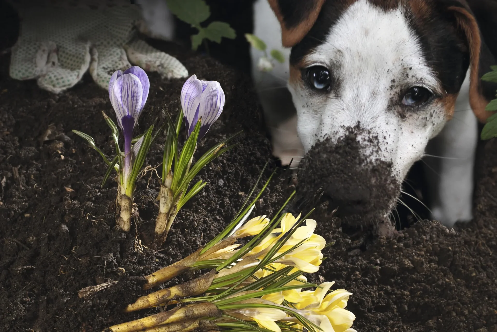Solar Hunde- und Katzenabwehr - 8