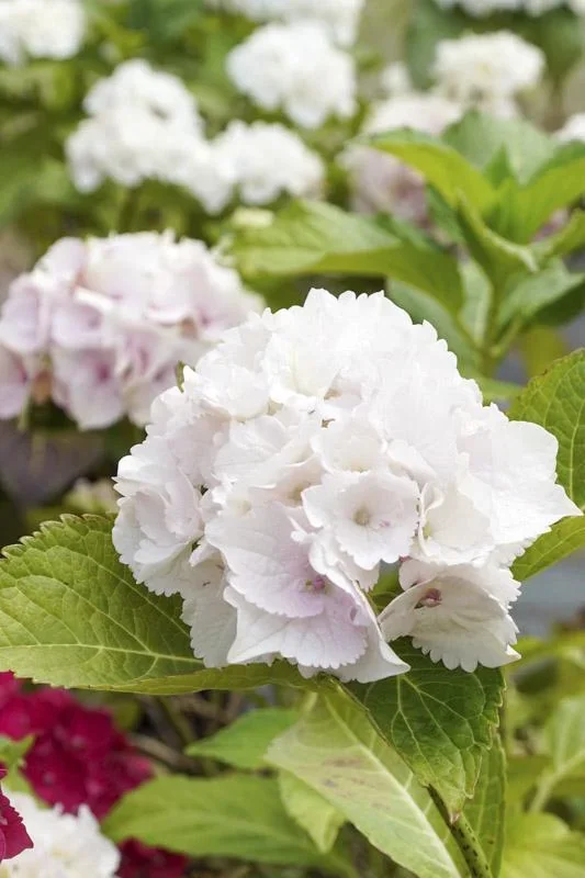 Bauernhortensie weiß Hydrangea macrophylla - 7 L Topf 40-60 cm - 0