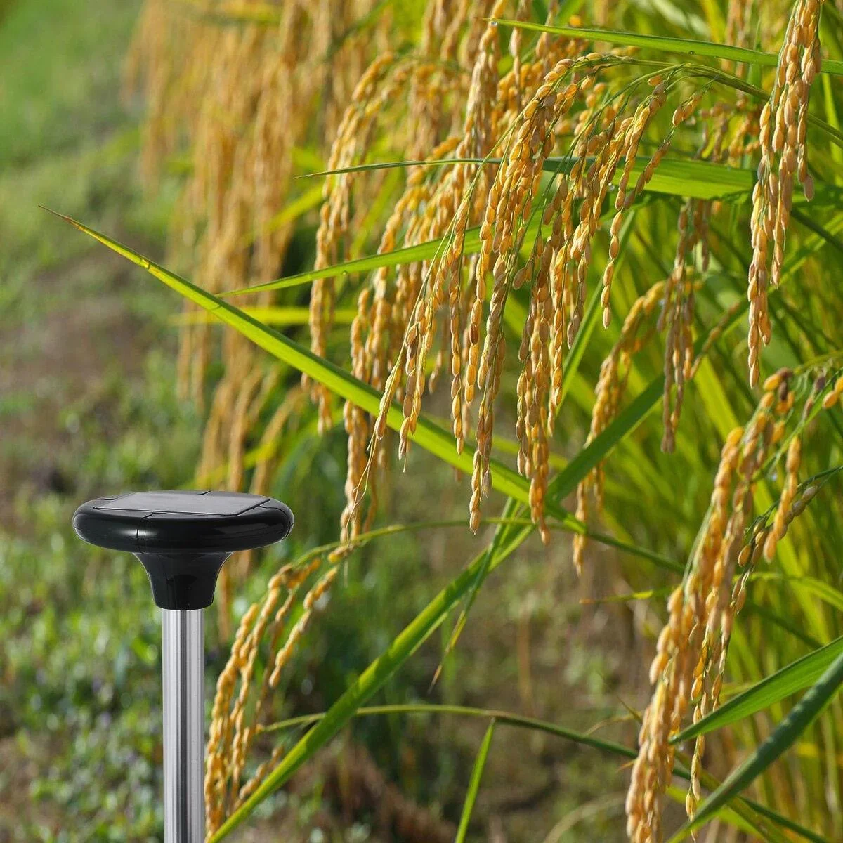 Maulwurf abweisende Solarenergie - 800m² - 2