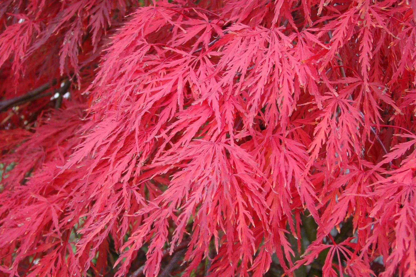 Schlitzahorn dunkelroter Garnet - Acer palmatum - 4 L Topf 30-40 cm - 0