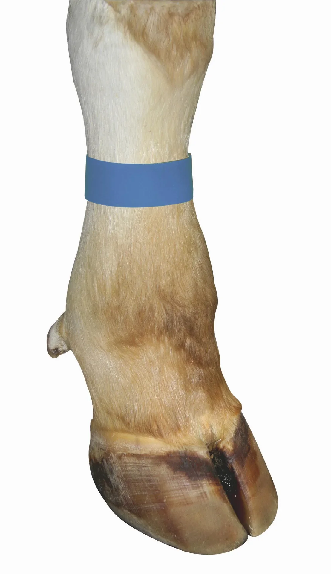 Markierungsbänder für Kühe, mit Klettverschluss, Farbe blau, 10er Pack - 0