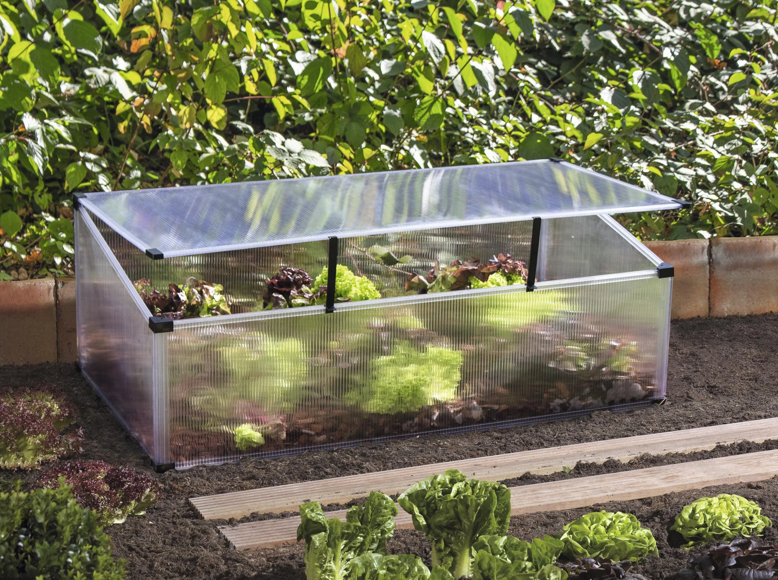 Frühbeet Feronia - 0