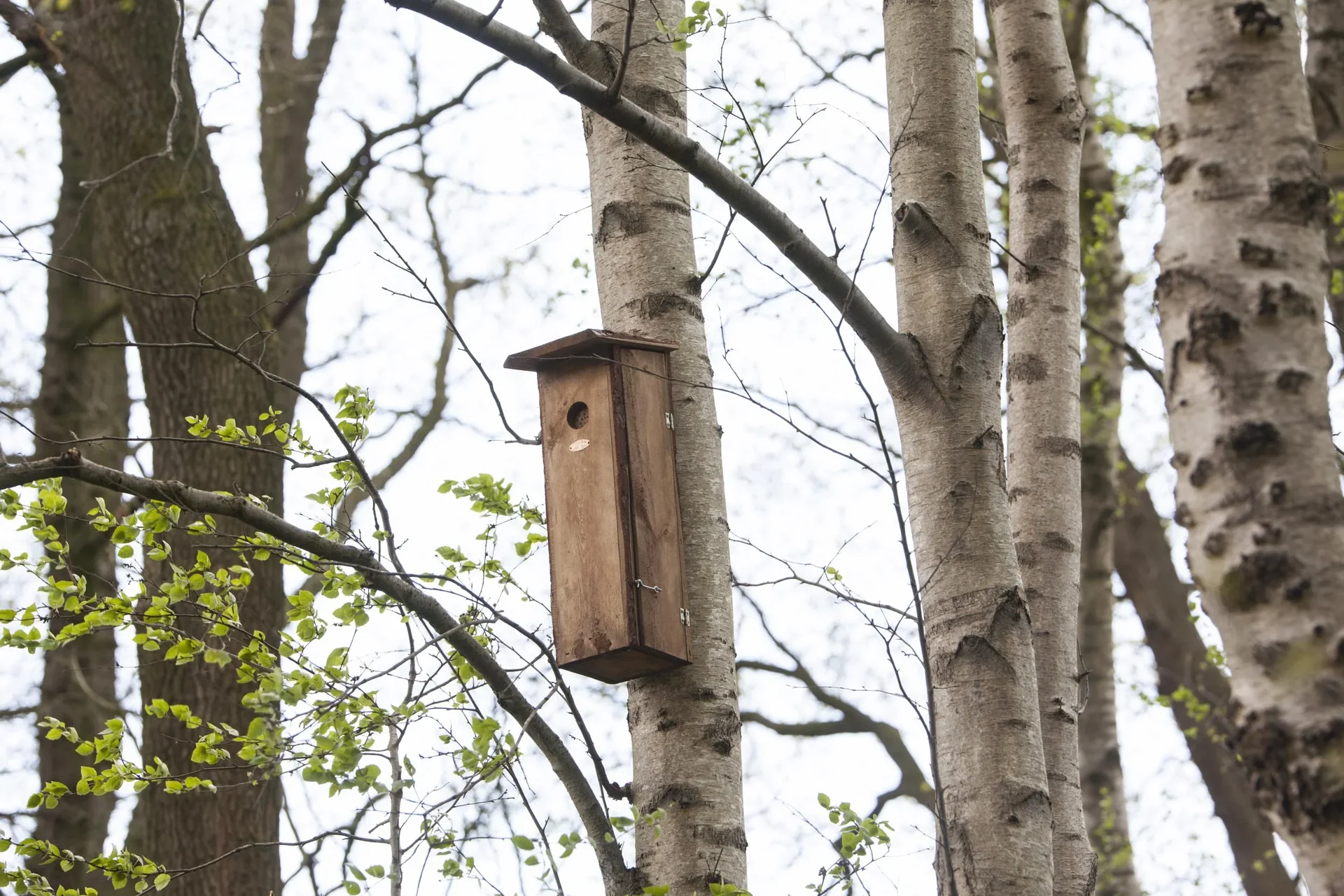Buntspecht Nistkasten - 1