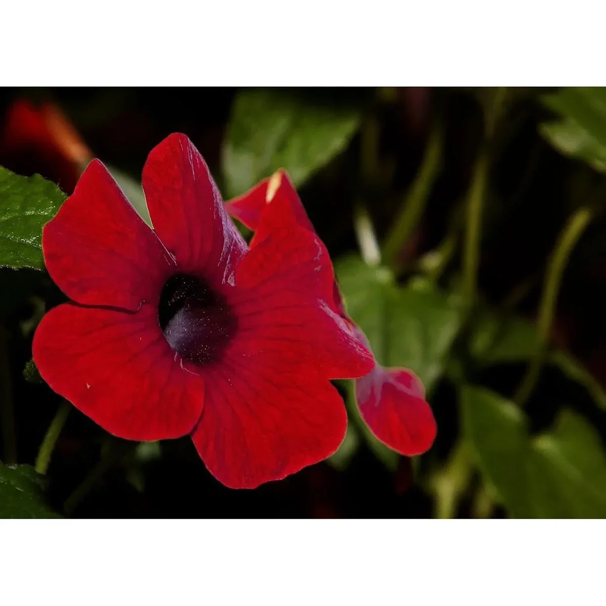 Blühende Thunbergia Set - 6 Stück - 30-38 cm - 0