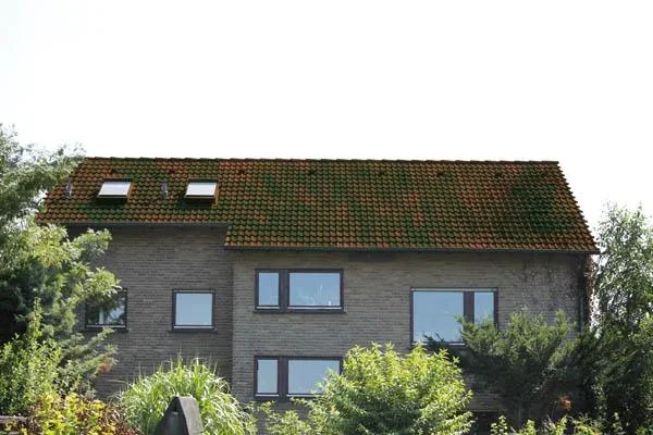 Dach-Reinigungsband 5 Meter und Nahtroller - 4