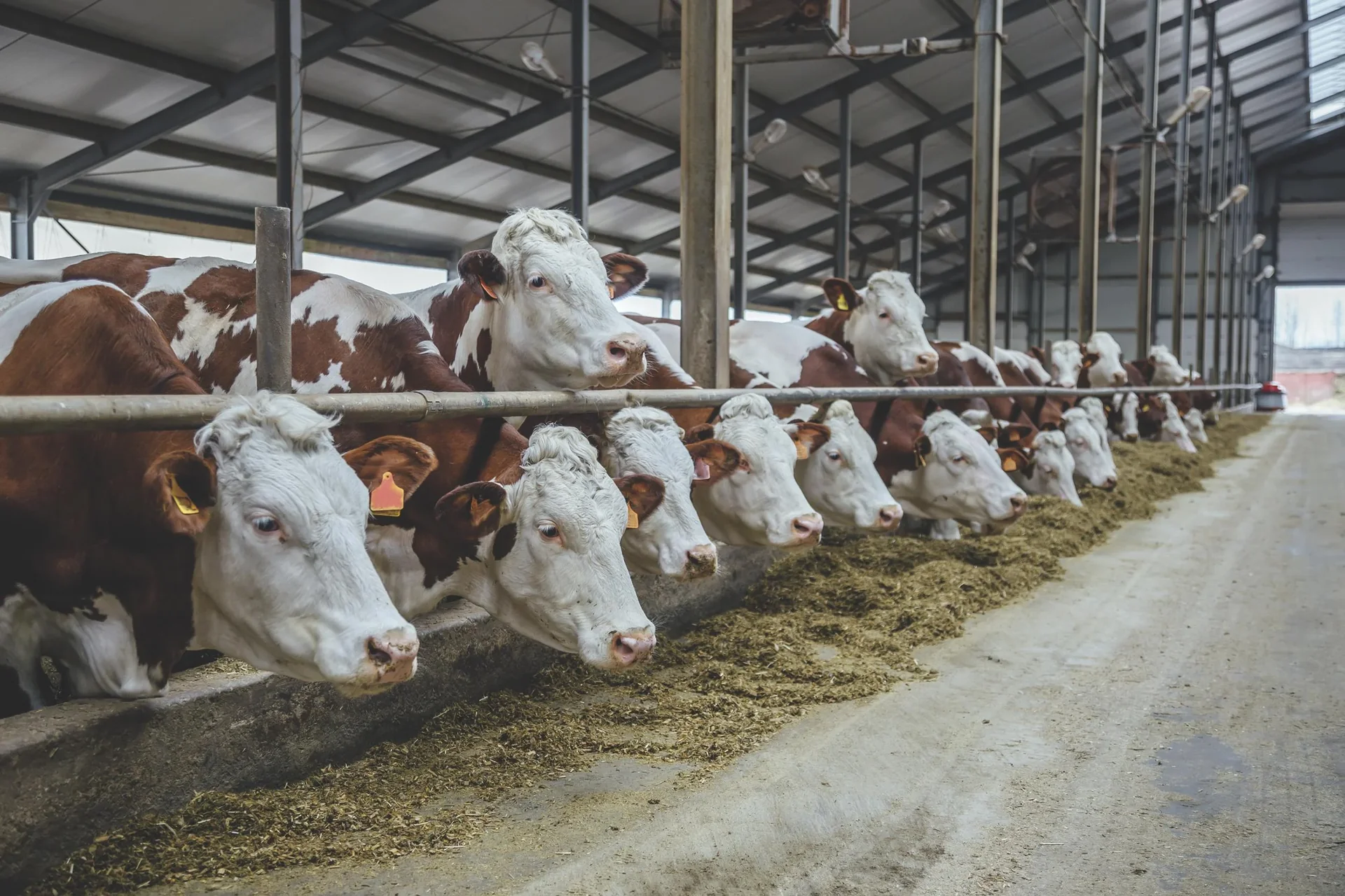 Nachkauf Set Injektionsmörtel, 6-8 Bohrlöcher - 9