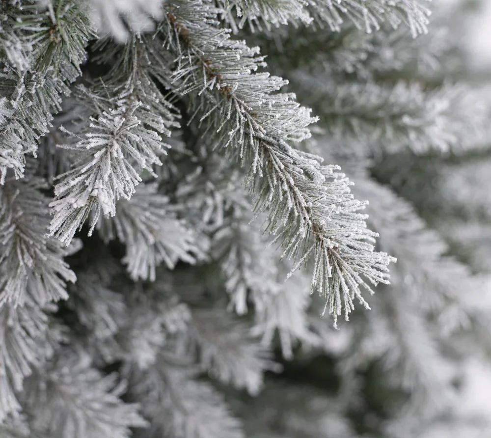 Weihnachtsbaum Fichte Frost 210 cm - 3