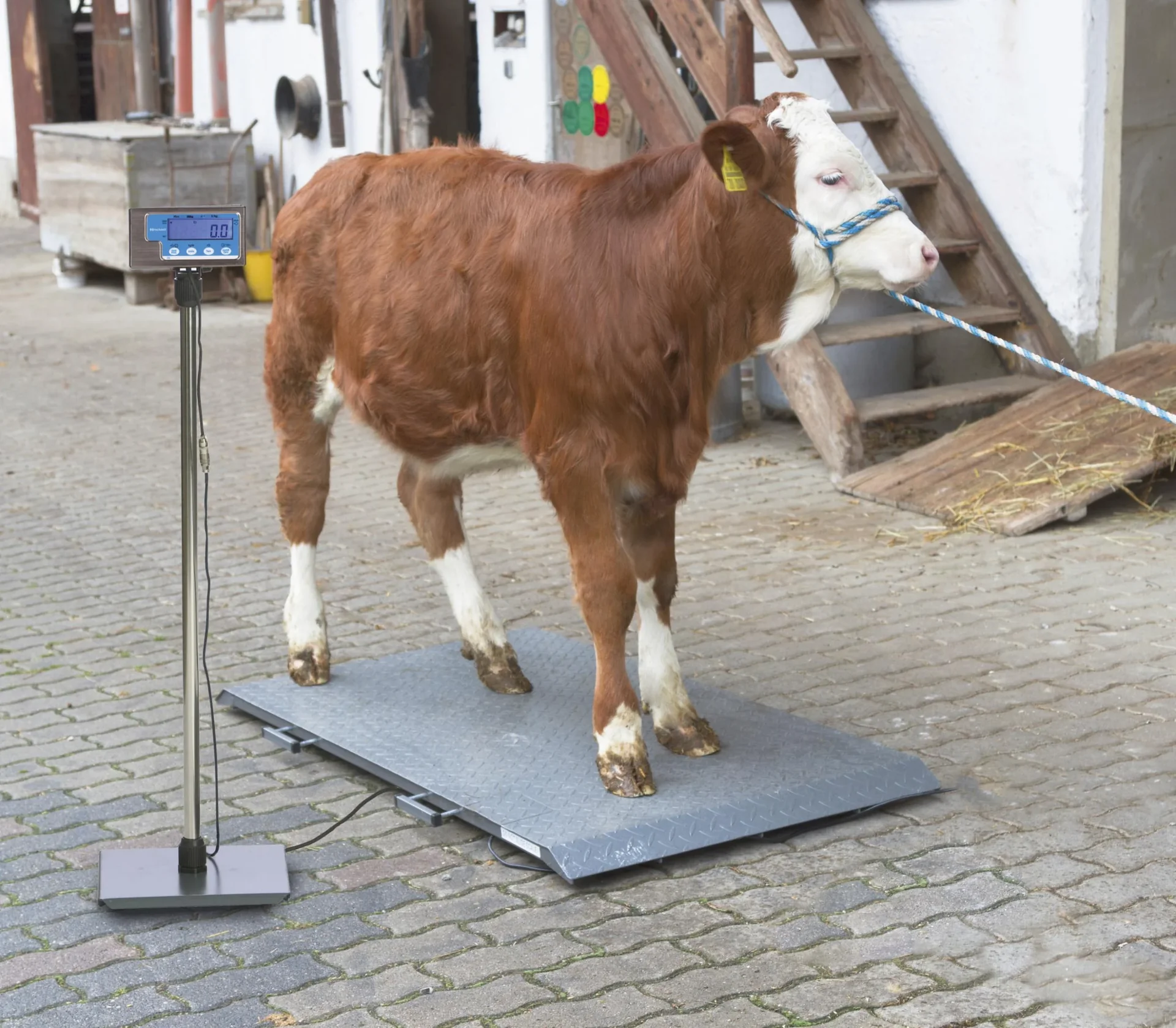 Tierwaage PS2000 bis 1000kg - 1