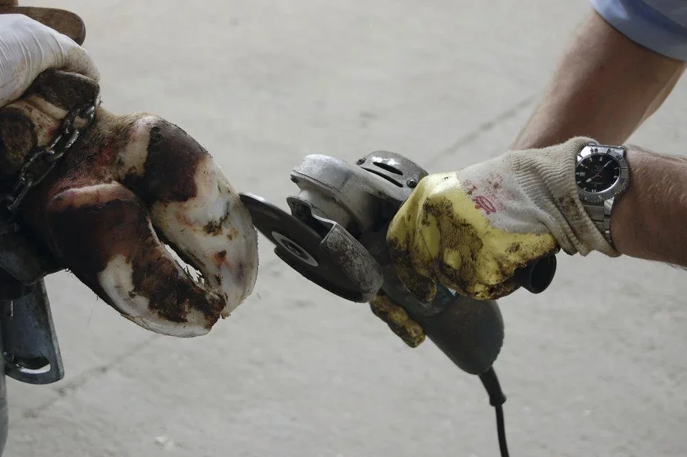 Klauenscheibe Ø 125 mm, Original Philipsen - 1