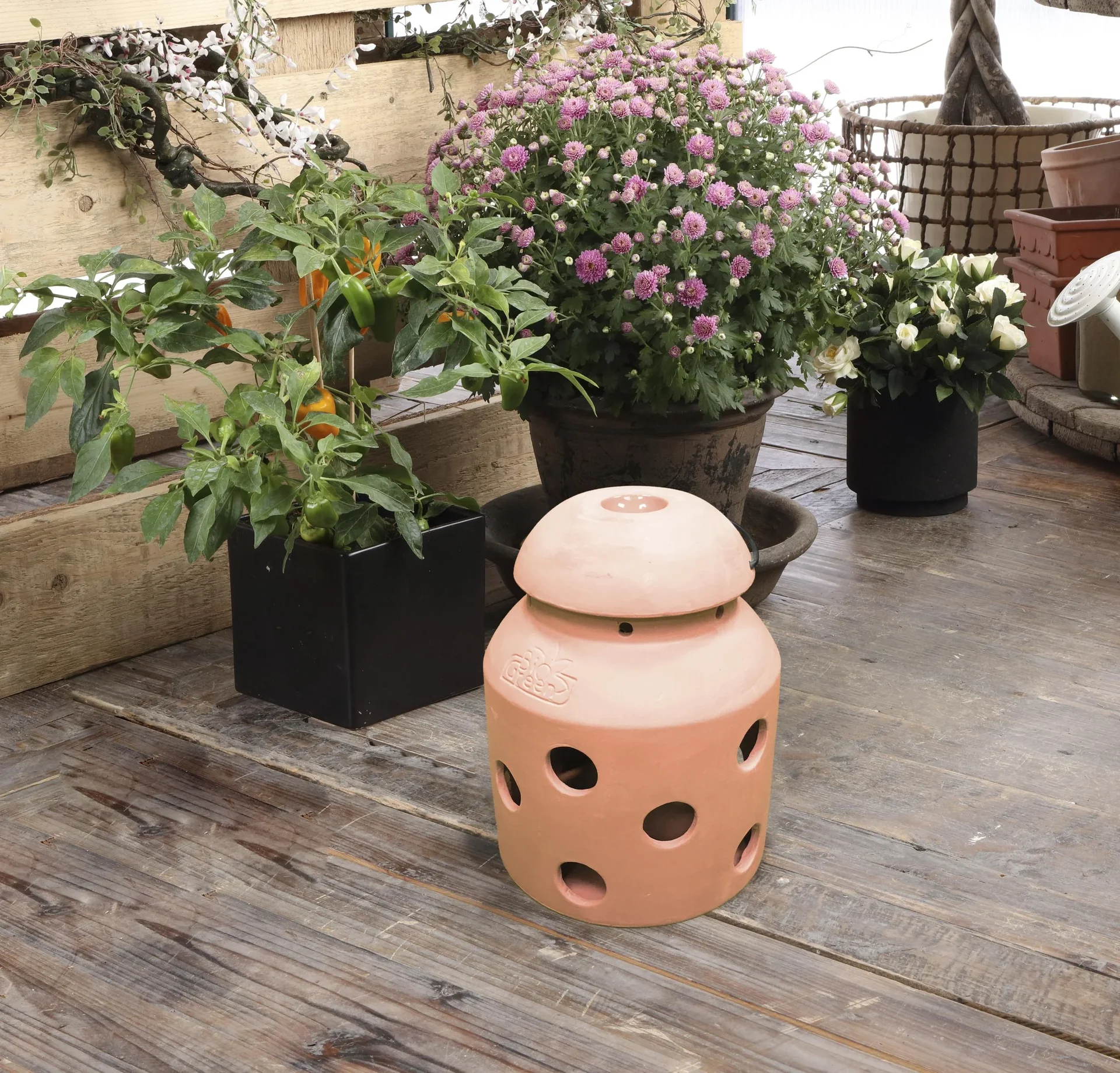 Frostwächter "Firefly" - 3