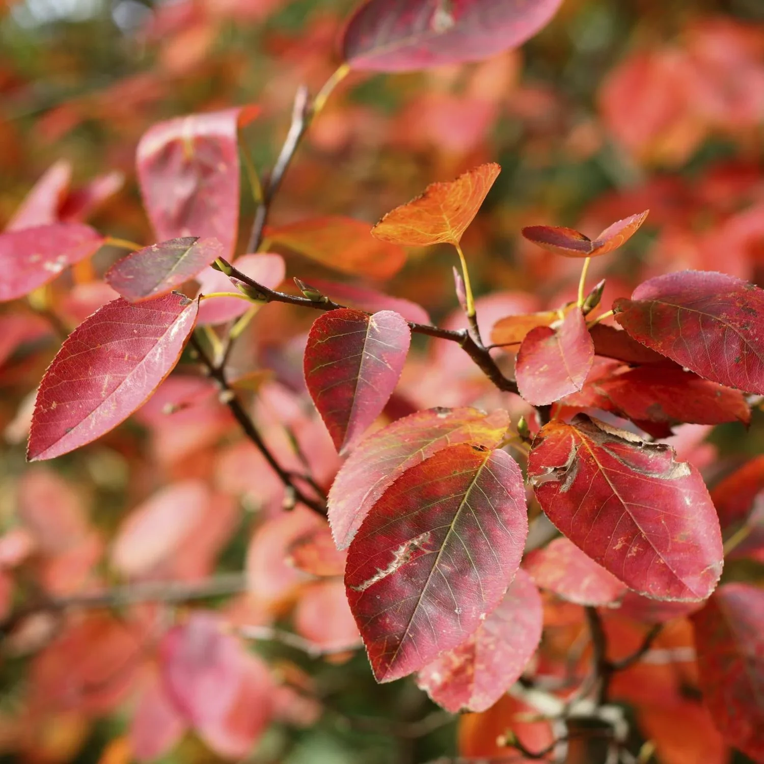Kupferfelsenbirne Amelanchier lamarckii - 7.5 L Topf 80-100 cm - 1
