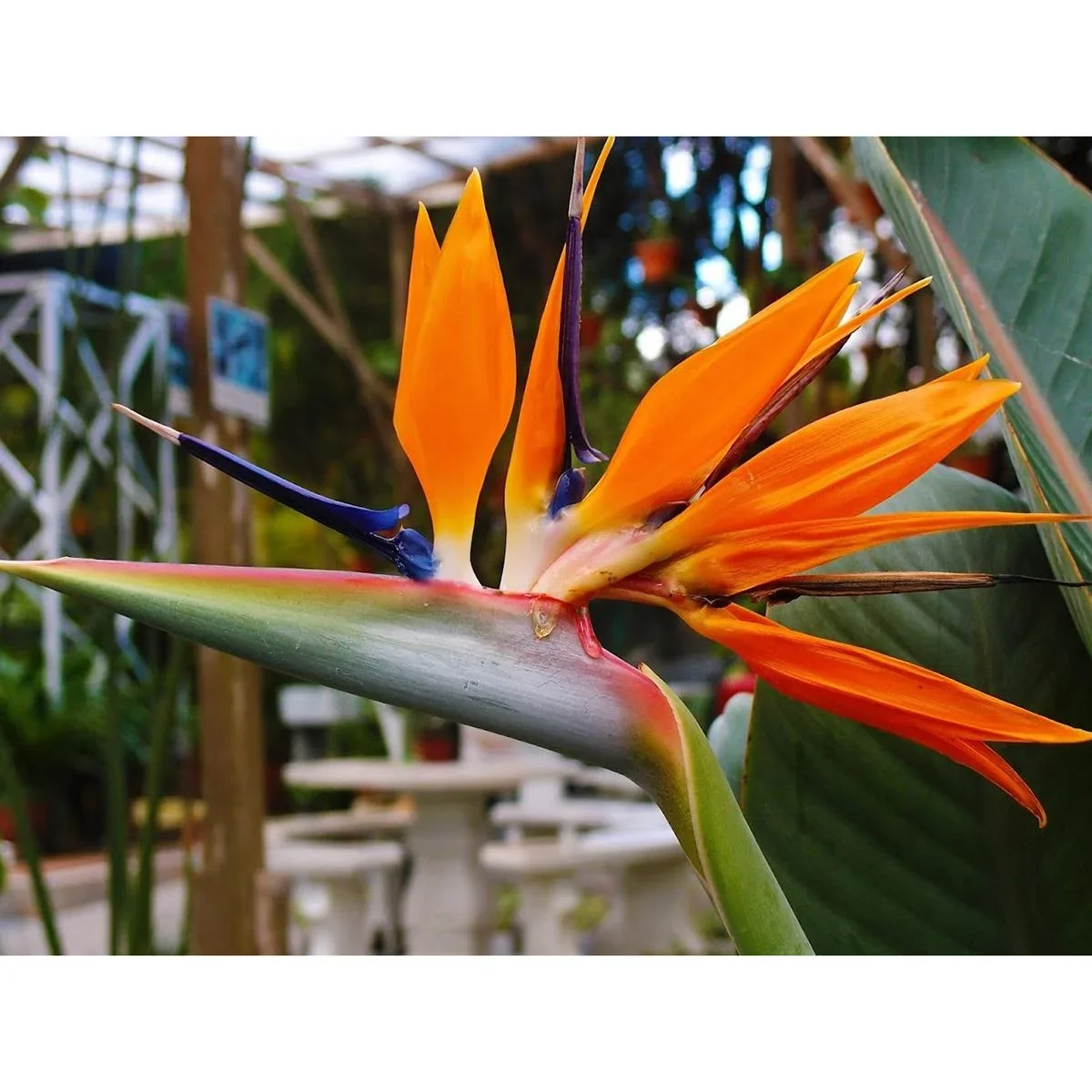 Bloem-up Paradiesvogel-Pflanze - Strelitzia reginae - 6 Stück - 25 -38 Cm - Innen und Außen - 0