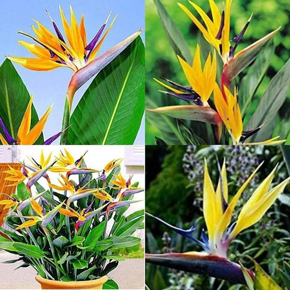 Bloem-up Paradiesvogel-Pflanze - Strelitzia reginae - 6 Stück - 25 -38 Cm - Innen und Außen - 4