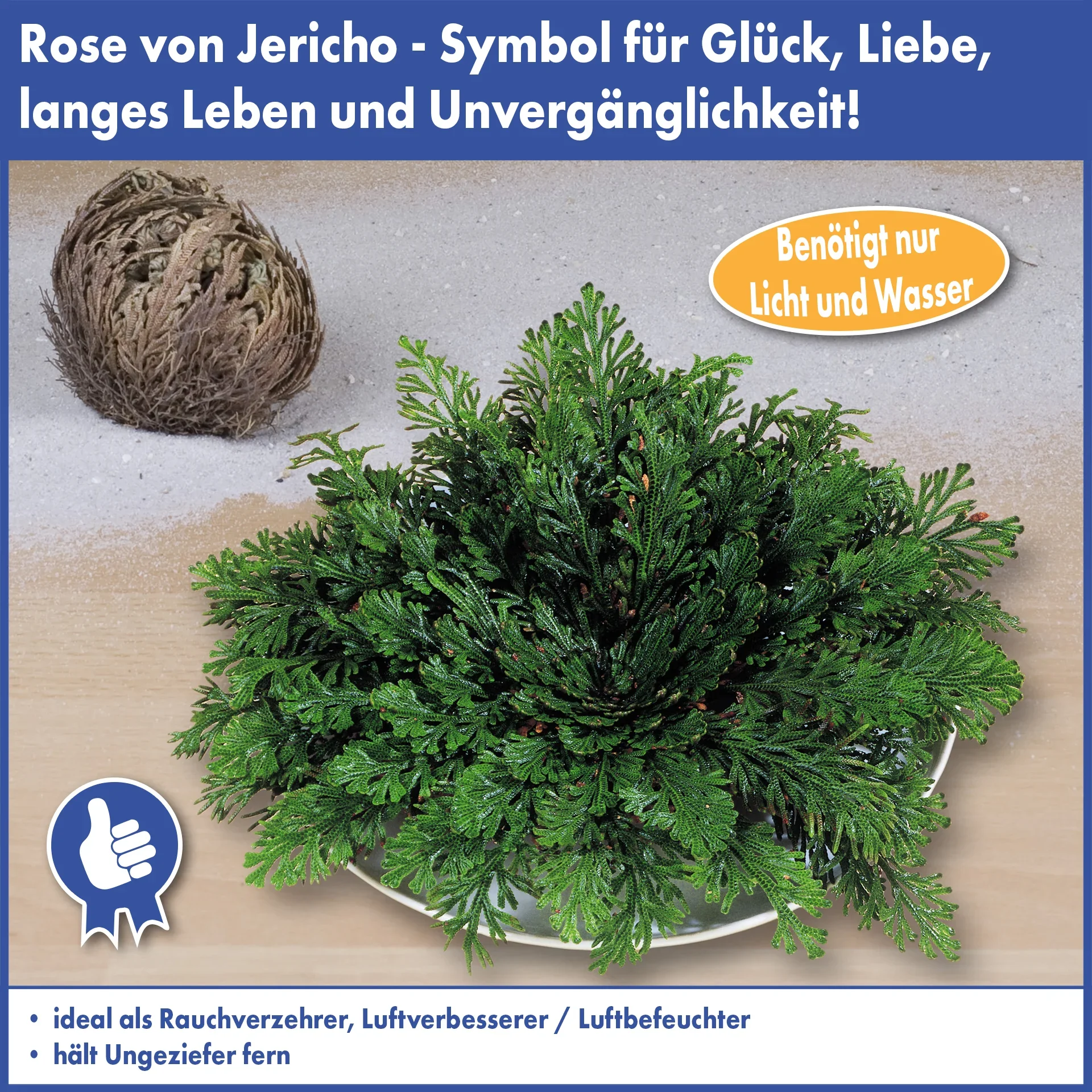 Rose von Jericho - 0