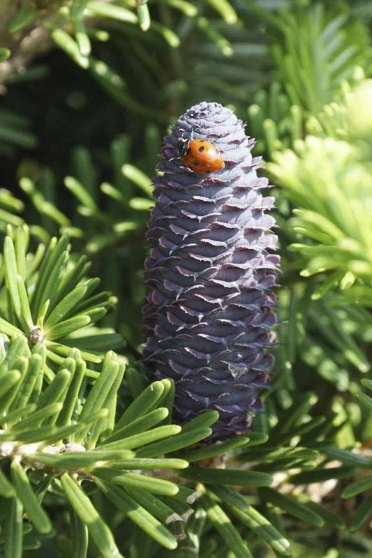 Veredelte Koreatanne Molli - Abies koreana - Solitär mit Ballen 80-100 cm - 0