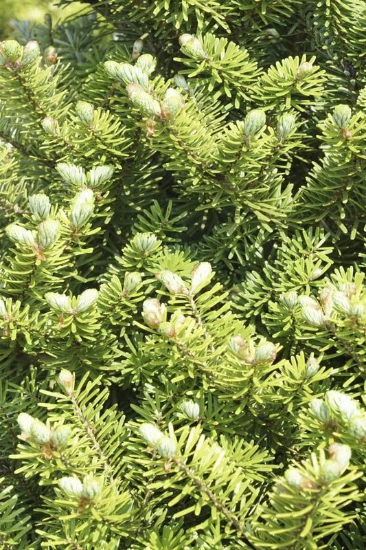 Veredelte Koreatanne Molli - Abies koreana - Solitär mit Ballen 80-100 cm - 1