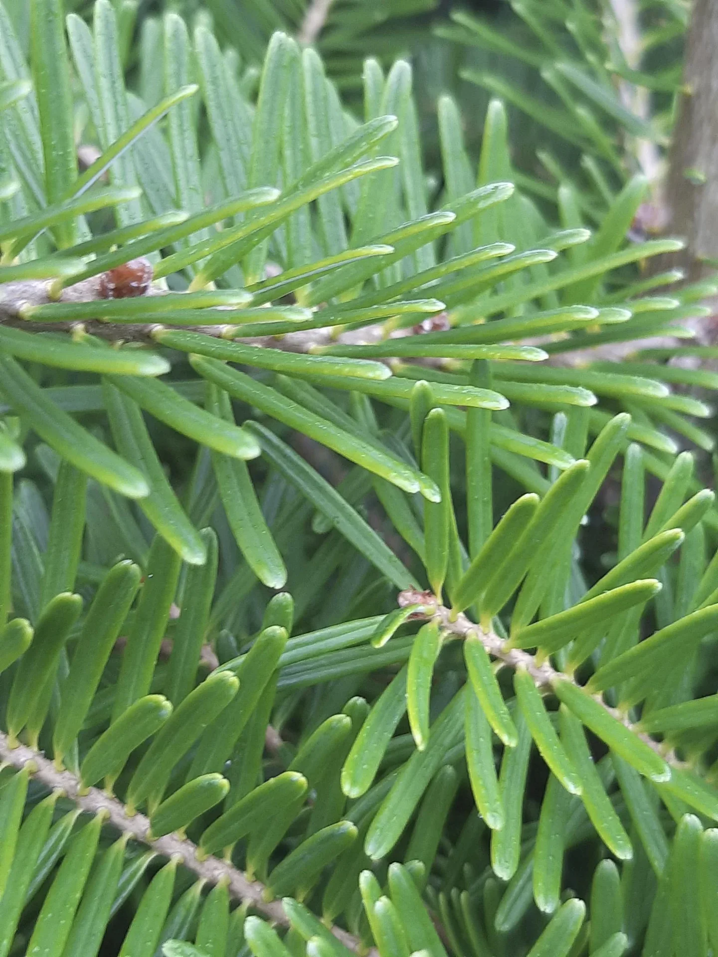 Veredelte Koreatanne Molli - Abies koreana - Solitär mit Ballen 80-100 cm - 2