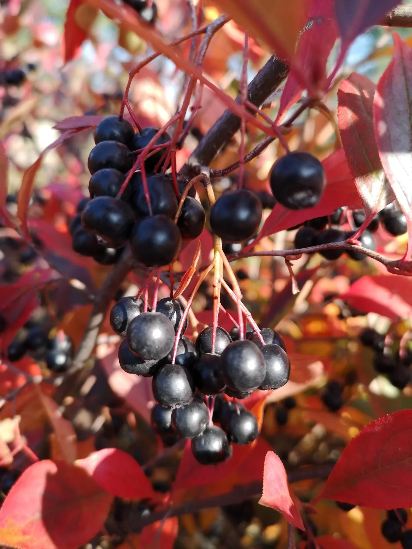 Apfelbeere Aronia melanocarpa - 12 L Topf 80-100 cm - 1