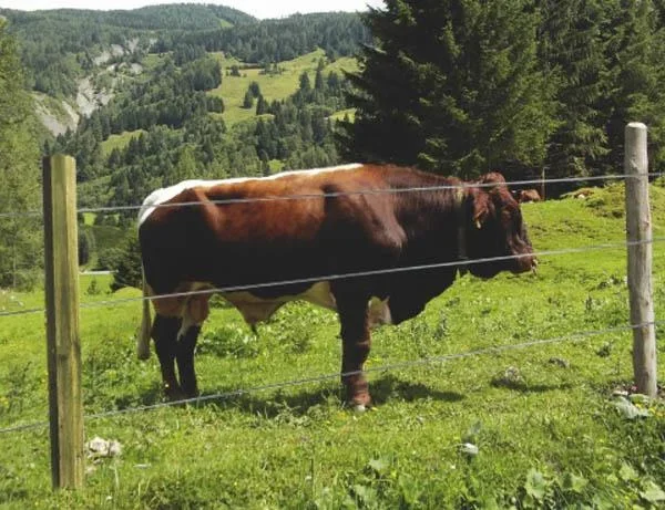 Holz Zaunpfähle 10 x 225 cm, 30 Stück - ideal für den Zaunbau - 0