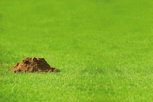 "Maulwurf- & Wühlmaus Schreck", 500 ml, 1 Stück - 0