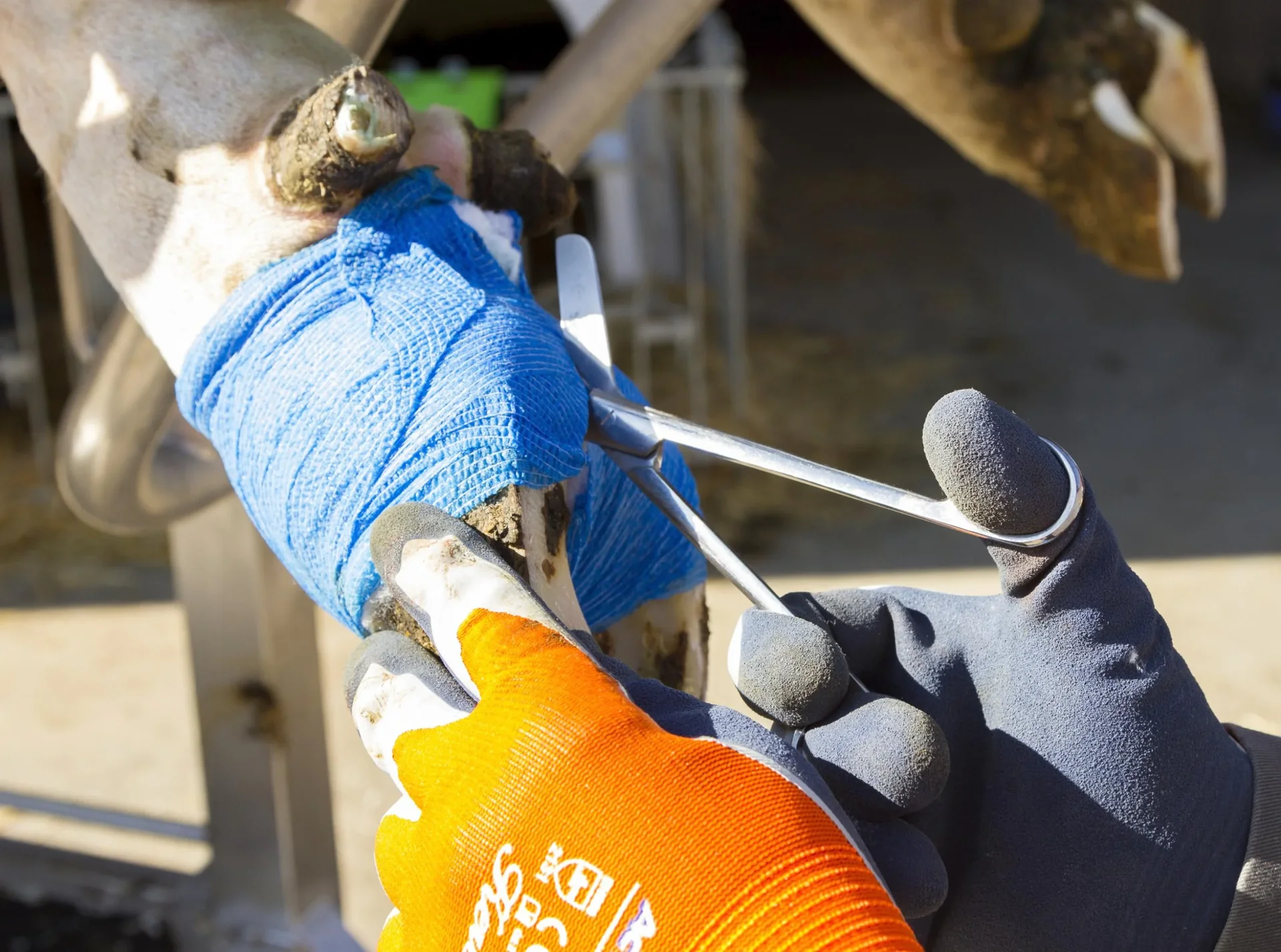 Klauenbandage VetLastic, blau, 7,5 cm, selbsthaftend - 2